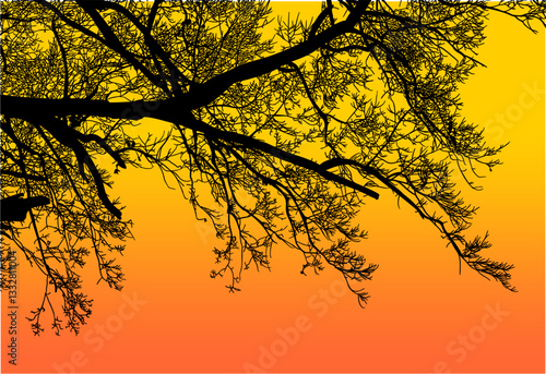 árbol, cielo, naturaleza, silueta, sucursal, de invierno, atardecer, árbol, bosque, calvos, paisaje