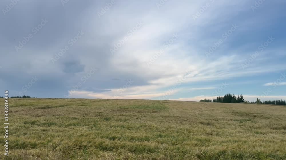landscape. a field of rye and a covered sky. video landscape. a field of rye and a covered sky. video