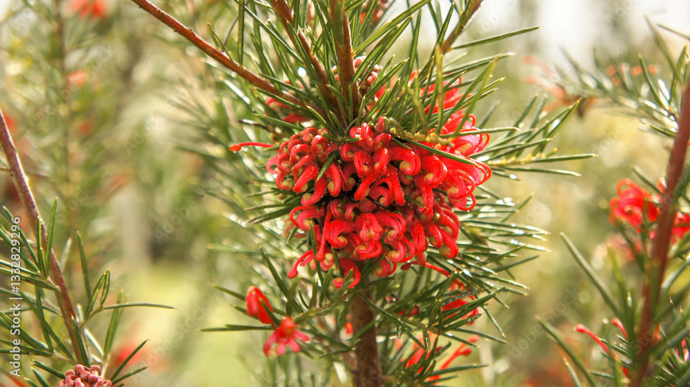 Red flowers of Grevillea rosmarinifolia or rosemary grevillea, shrub with linear, narrowly elliptic or narrowly oblong leaves with edges rolled under, in the garden or landscape architecture design Red flowers of Grevillea rosmarinifolia or rosemary grevillea, shrub with linear, narrowly elliptic or narrowly oblong leaves with edges rolled under, in the garden or landscape architecture design
