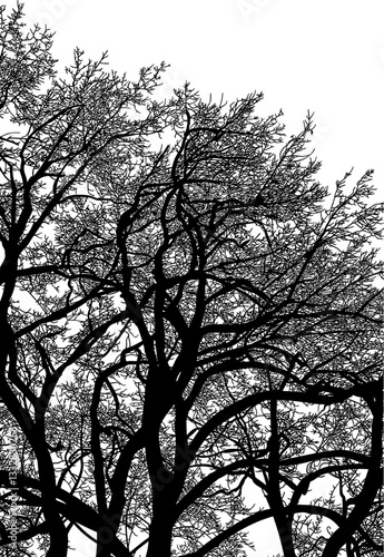 árbol, atardecer, paisaje, silueta, naturaleza, cielo, amanecer, sol, ilustración, vector, árbol, bosque