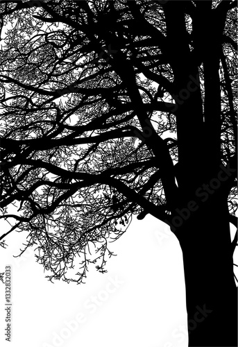 árbol, cielo, naturaleza, silueta, sucursal, de invierno, atardecer, árbol, bosque, calvos, paisaje