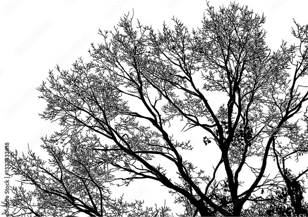 Obraz premium árbol, cielo, naturaleza, silueta, sucursal, de invierno, atardecer, árbol, bosque, calvos, paisaje