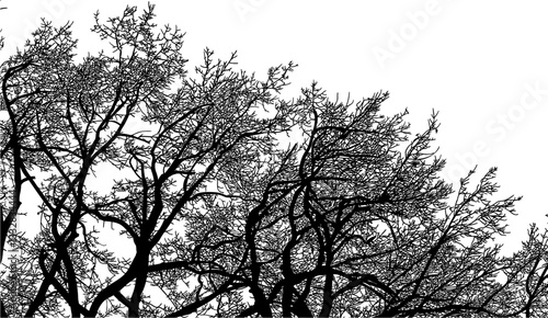 árbol, cielo, naturaleza, silueta, sucursal, de invierno, atardecer, árbol, bosque, calvos, paisaje