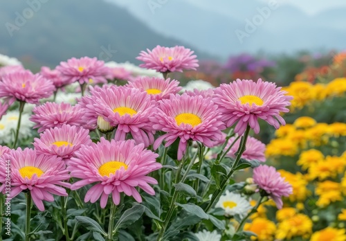 Vibrant Pink Chrysanthemums Blooming in a Lush Garden Surrounded by Colorful Flowers Against a Scenic Mountain Landscape