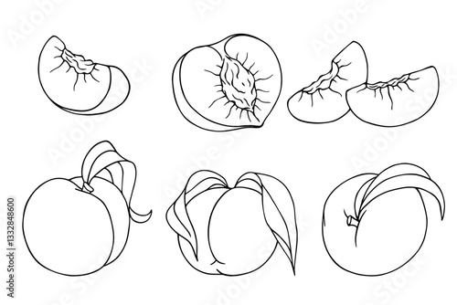 Set of line sketches, contours of peach fruits and nectarine pieces. Vector graphics.