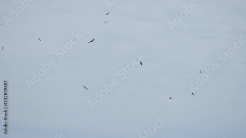 Wallpaper Mural Birds of prey flying in formation in the blue sky in African safari in Tanzania. Aves circling over the Mara river crossing during migration season of wildebeest animals waiting to feed from above Torontodigital.ca