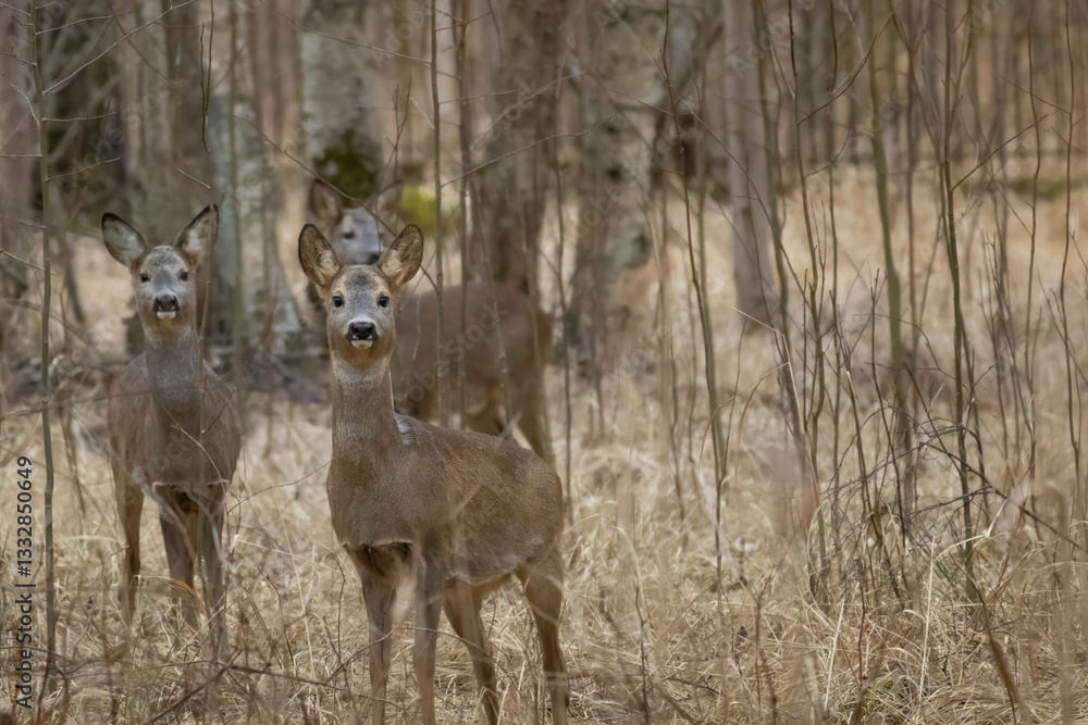 Roe deers, Capreolus capreolus. Wild roe deers in nature. Roe deers, Capreolus capreolus. Wild roe deers in nature.