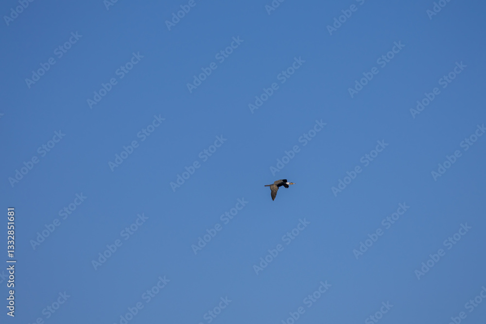 Cormorant flying in a blue cloudless sky Cormorant flying in a blue cloudless sky