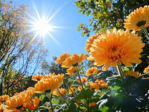 Vibrant Yellow Flowers in Bloom Under a Brilliant Sunlight in a Picturesque Garden Scene with Clear Blue Sky and Lush Green Background