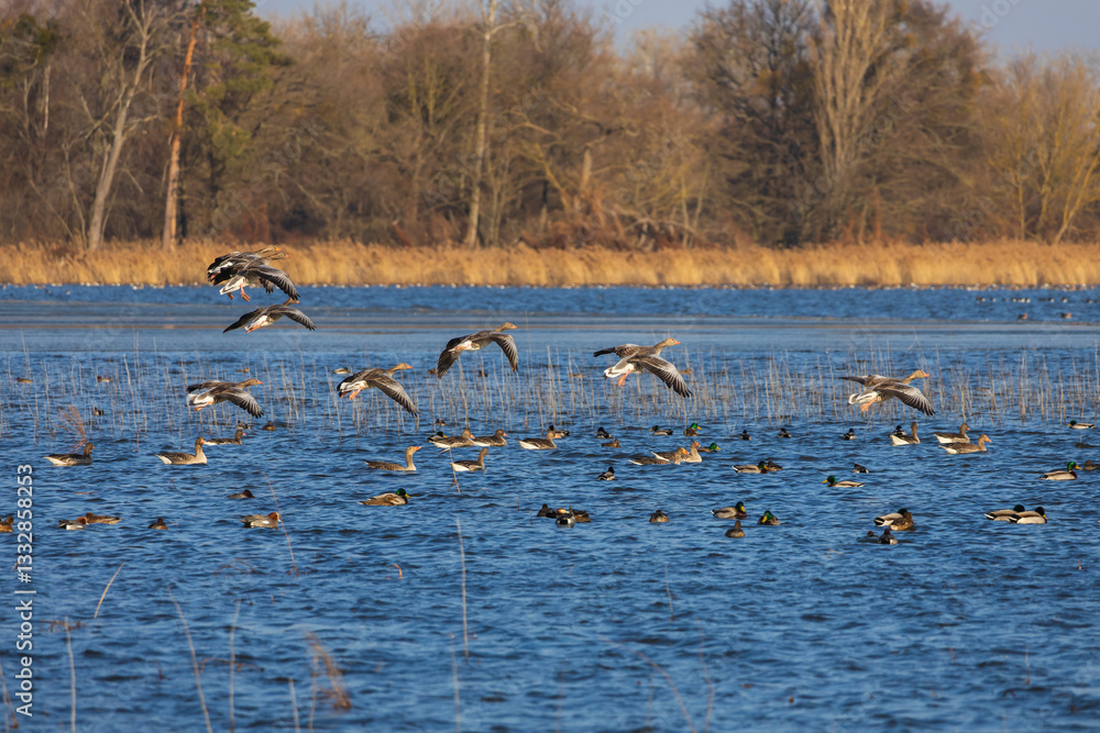 Geese and ducks fly above the surface of the Hlohovec pond in the Czech Republic Geese and ducks fly above the surface of the Hlohovec pond in the Czech Republic