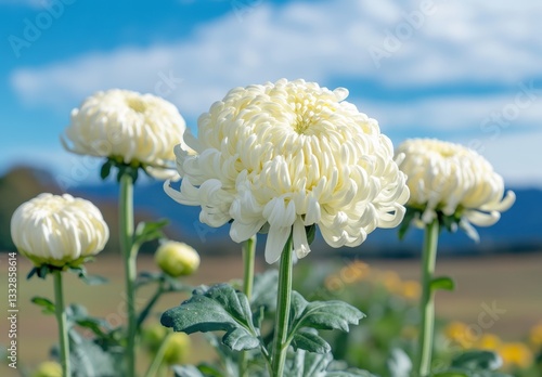 White Chrysanthemums Blooming Under a Bright Blue Sky with Fluffy Clouds over Fields in Springtime, Capturing Nature's Beauty and Tranquility
