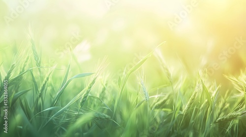 Close-Up of Wheatgrass with Soft Glowing Light