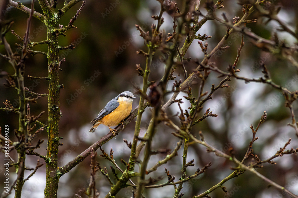 Kleiber sitzt auf Baum und wartet um fressen zu können. Kleiber sitzt auf Baum und wartet um fressen zu können.