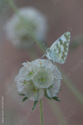 Euchloe crameri butterfly on Lomelosia stellata flower in close-up