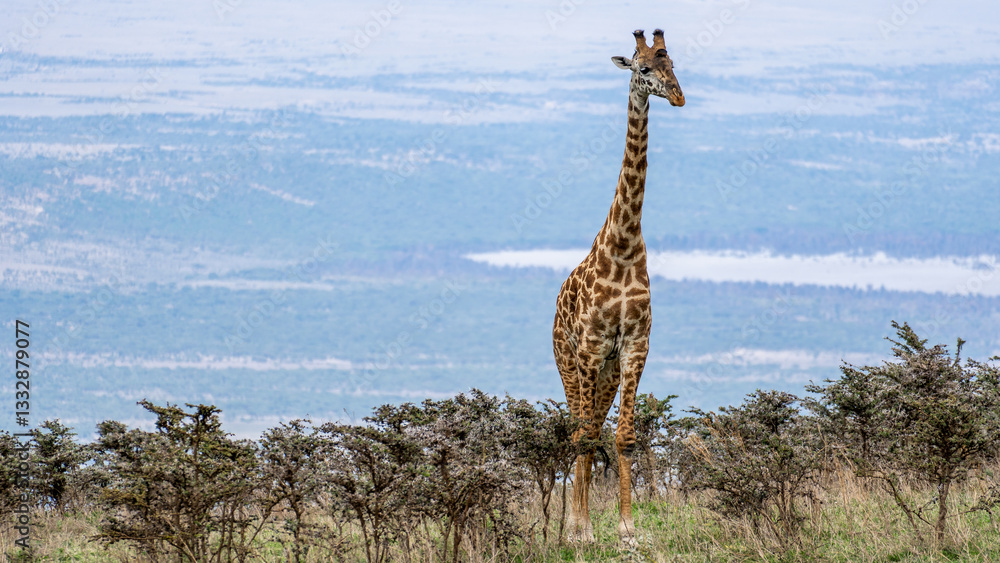 Fototapeta premium The Majestic Giraffe Gracefully Standing Tall in the Serene Wilderness of Serengeti Tanzania Africa