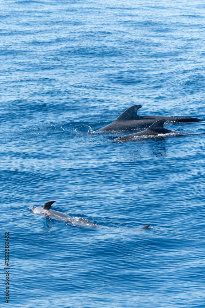 Fototapeta premium Watching flock of dolfins and whales from touristic boat, south of Tenerife island, Canary, Spain, wildlife seascape