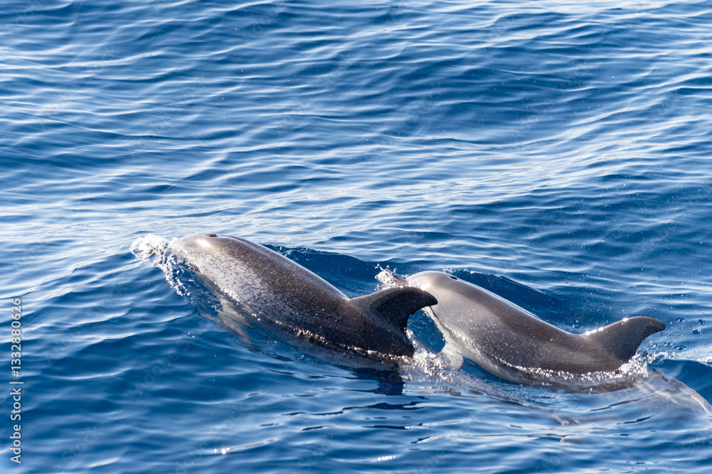Fototapeta premium Watching flock of dolfins and whales from touristic boat, south of Tenerife island, Canary, Spain, wildlife seascape
