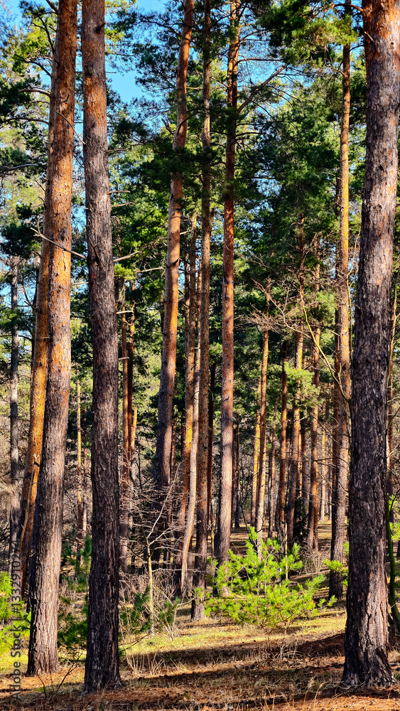 Obraz premium Pine Forest with Tall Trees and Green Foliage in Sunlight – Natural Woodland Landscape, Tranquil Outdoor Scenery, Wilderness, Eco Nature Background, Forest Hiking, Fresh Air, Peaceful Environment
