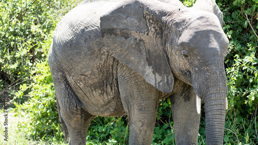 Fototapeta premium Experience the Majestic Elephant gracefully roaming in its beautiful Natural Habitat Tarangire National Park Tanzania Africa