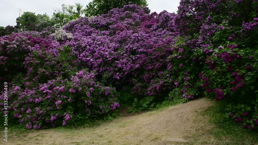 Lilac garden trees at spring time, gardeningm, botany, blossom, 4k macro video Lilac garden trees at spring time, gardeningm, botany, blossom, 4k macro video