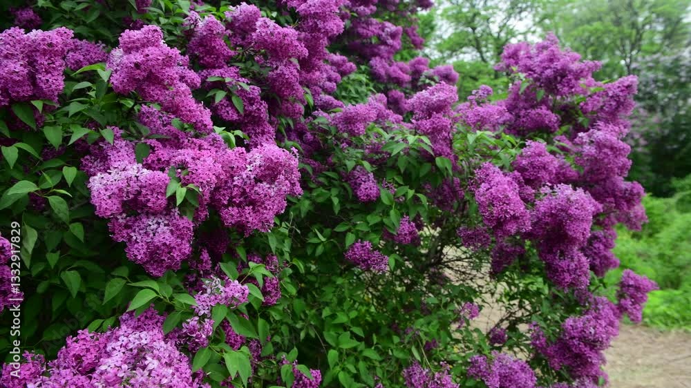 Lilac garden trees at spring time, gardeningm, botany, blossom, 4k macro video Lilac garden trees at spring time, gardeningm, botany, blossom, 4k macro video