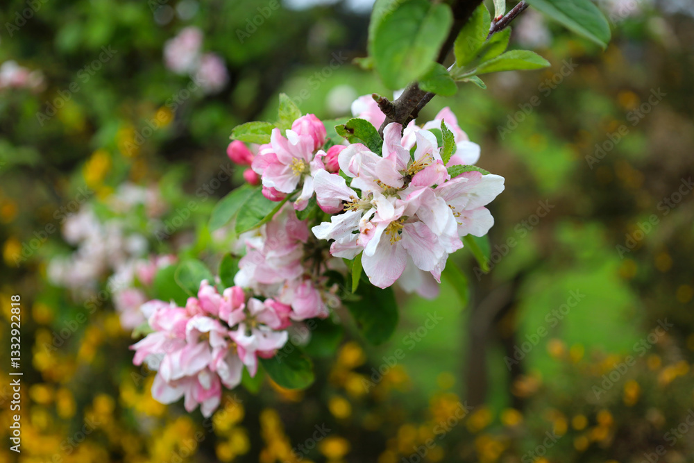 Apple tree blossoms are blooming in spring time Apple tree blossoms are blooming in spring time