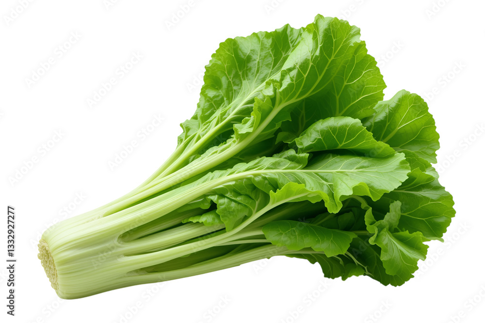 Harvesting fresh celery stalks local farm food photography outdoor garden close-up shot, isolated on white or transparent background Harvesting fresh celery stalks local farm food photography outdoor garden close-up shot, isolated on white or transparent background