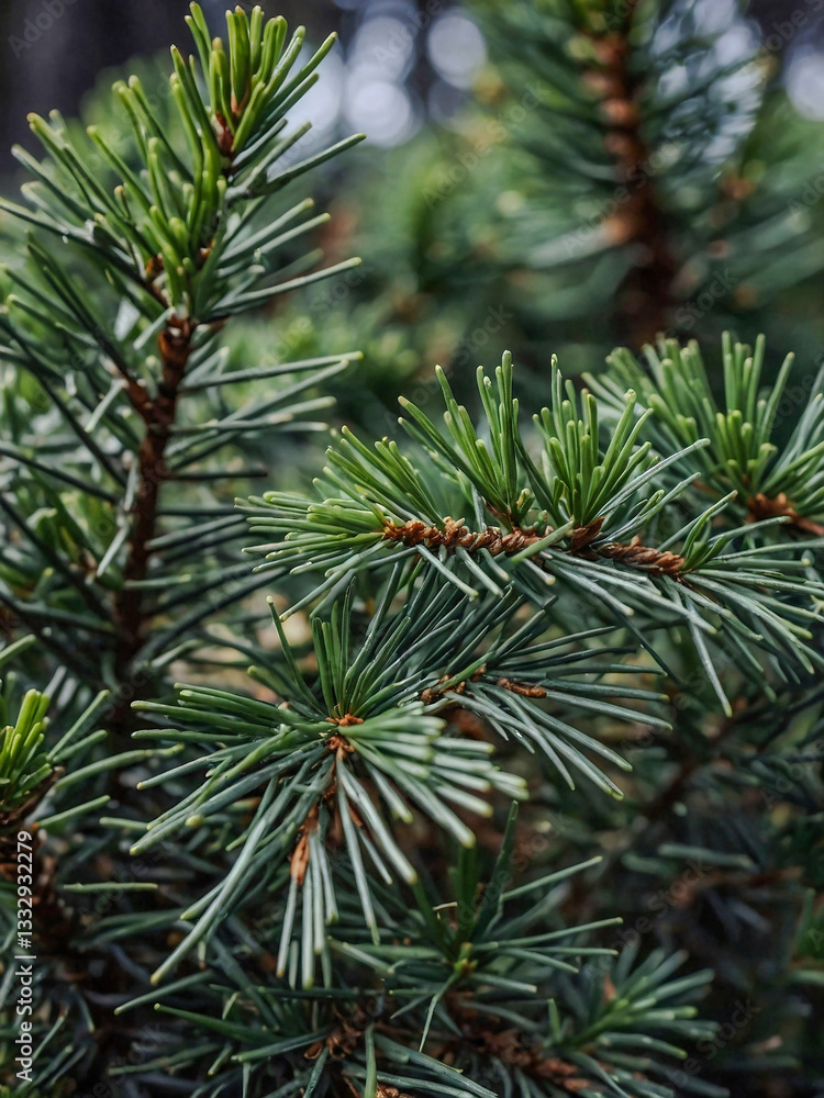 Close-up shot of delicate pine needles Close-up shot of delicate pine needles