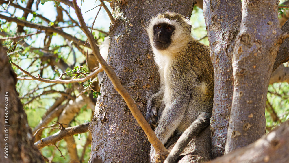 Obraz premium A Vervet Monkey sitting gracefully in a tree within its natural habitat in Africa Tarangire National Park Tanzania