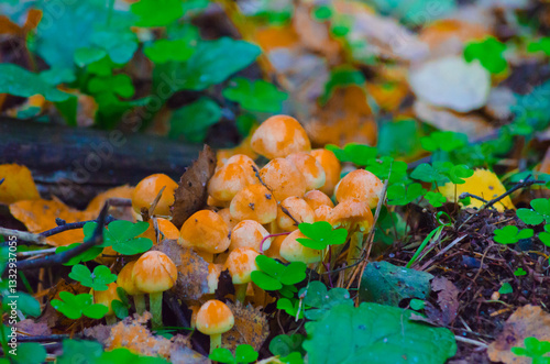 inedible mushrooms in the forest in autumn in grass