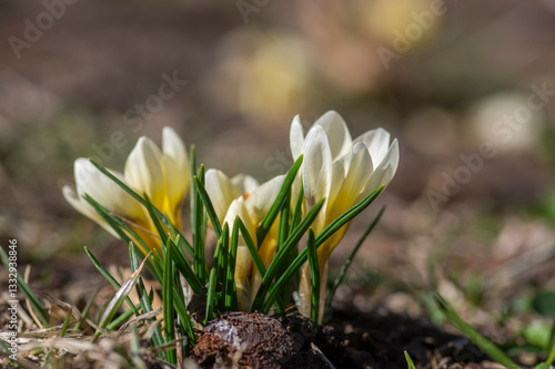 Obraz na płótnie Bouquet of flowering crocus vernus light yellow white violet plants, group of colorful early spring flowers in bloom w salonie