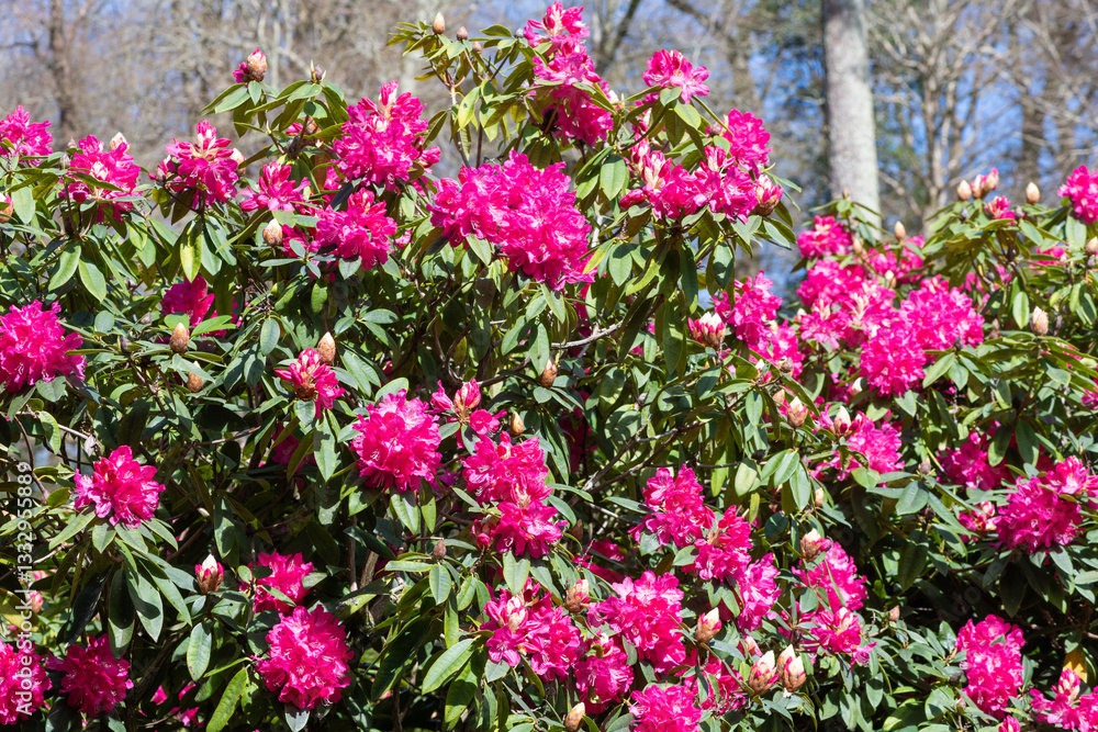 Obraz premium Close up of pink Rhododendron flowers in bloom