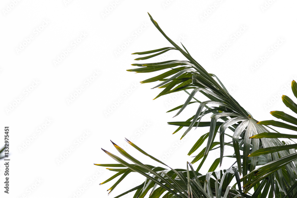 Fototapeta premium A serene tropical scene featuring lush palm leaves and exotic greenery, creating a dense and vibrant natural atmosphere.