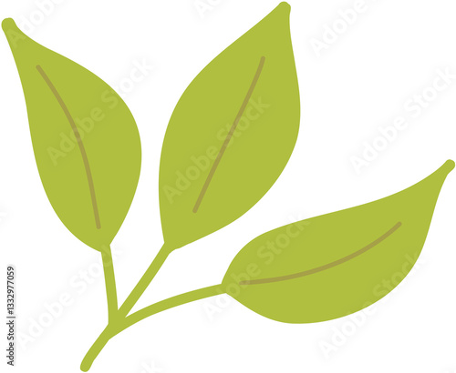 green leaf isolated on white