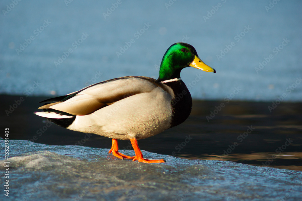 duck on ice duck on ice