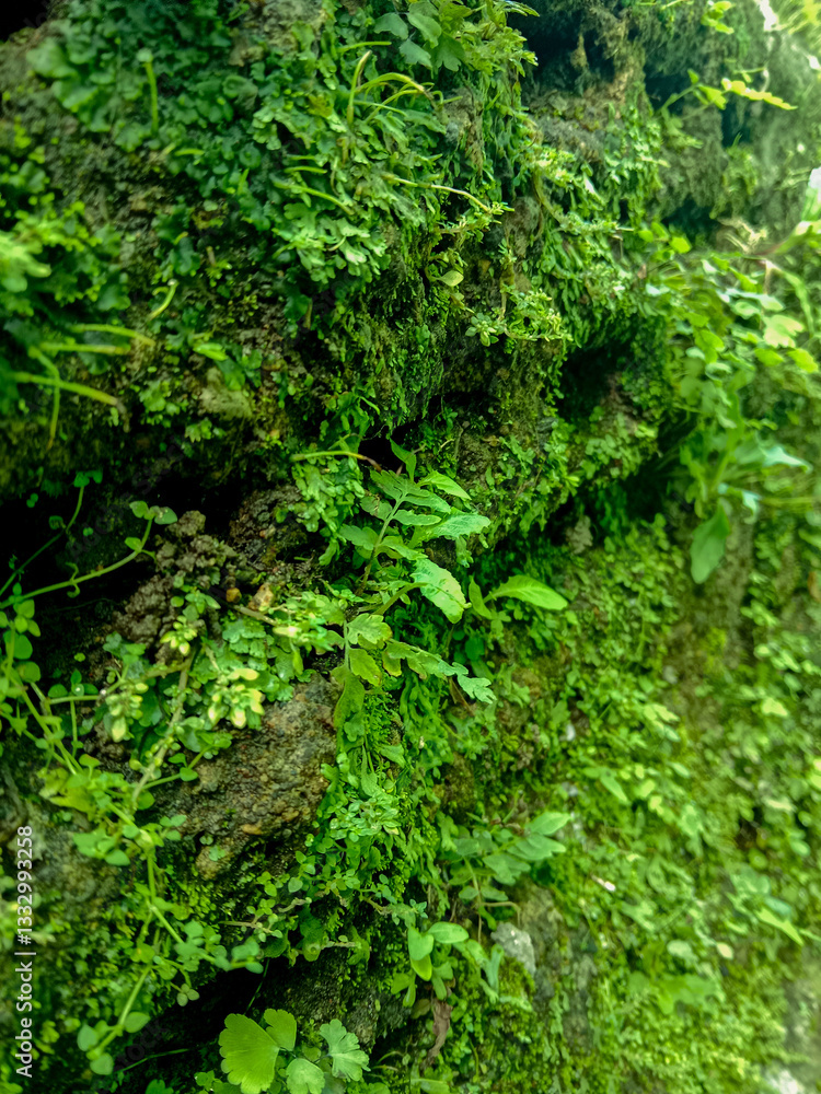 Close-Up of Moss and Lush Greenery Covering a Stone Wall in Nature Close-Up of Moss and Lush Greenery Covering a Stone Wall in Nature
