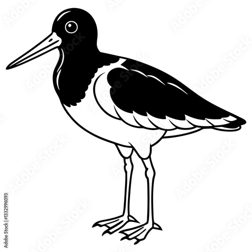 an illustration of oystercatcher bird with black and white coloring. The bird is standing upright, and its long beak is pointing forward