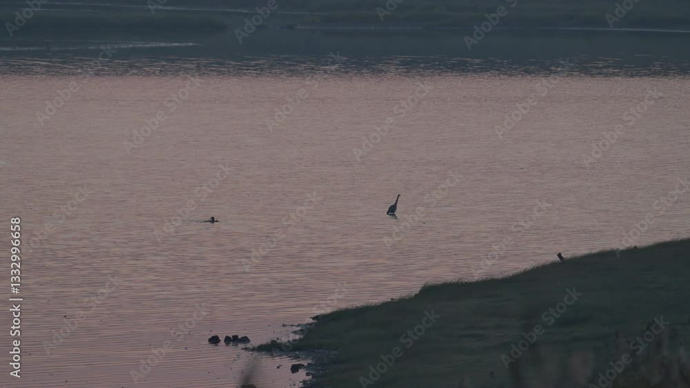 seagulls on the beach seagulls on the beach