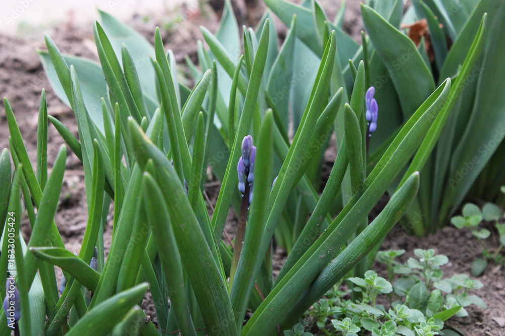 Fototapeta premium hyacinth in spring