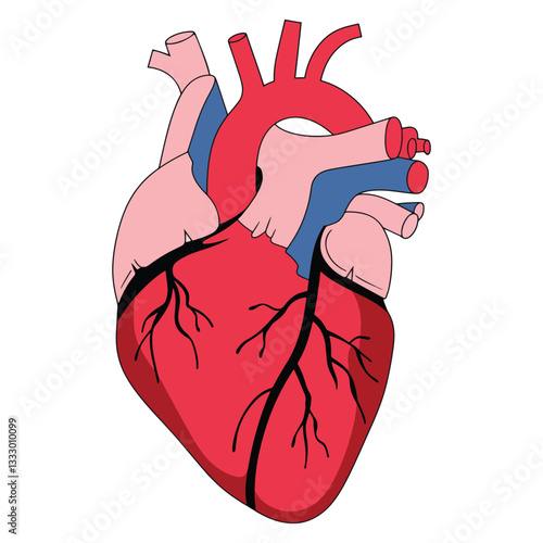 Human Heart Anatomy Icon