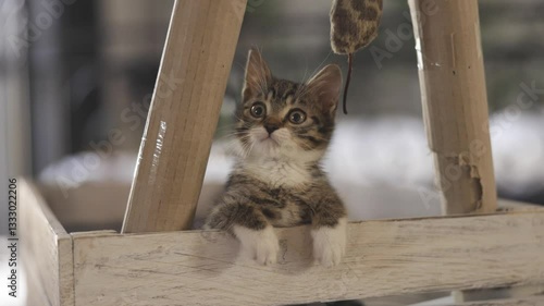 little gray kitty playing with toys and having fun