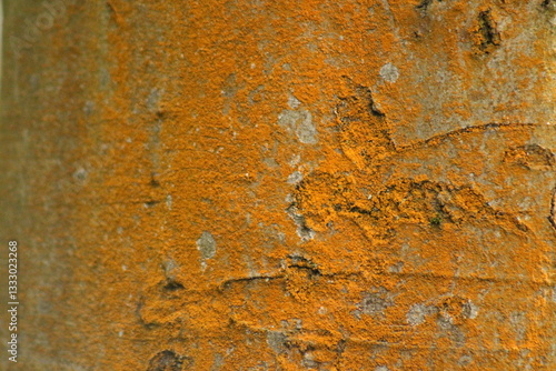 tree texture
