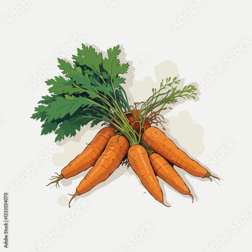 Fresh Carrots with Green Tops Harvest Illustration. Vector image