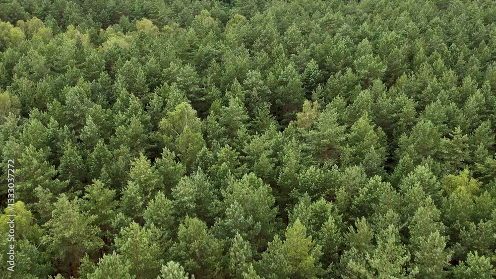 Texture Background of Great Green Forest View From Above. Aerial View Top Down of Green Forest Poland Beautiful Nature. Flying Above Pine Tree Tops and Green Spruce. Ecology Environmental Conservation