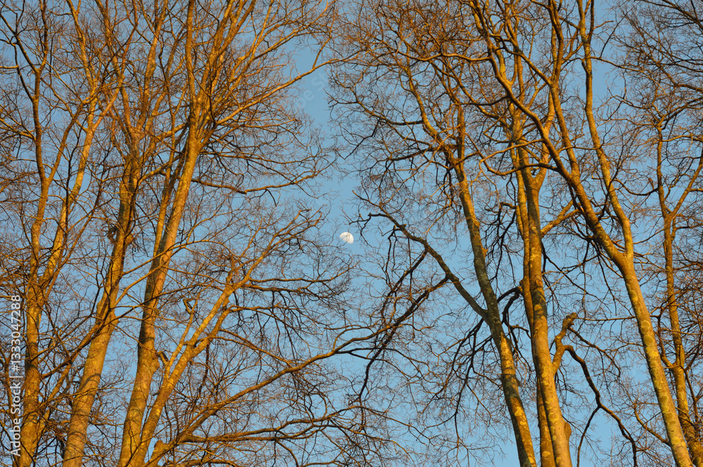 Fototapeta premium Luna che sorge tra gli alberi in una serata invernale