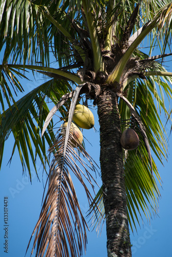 Palmeira Imperial, Bertioga, São Paulo, Brasil