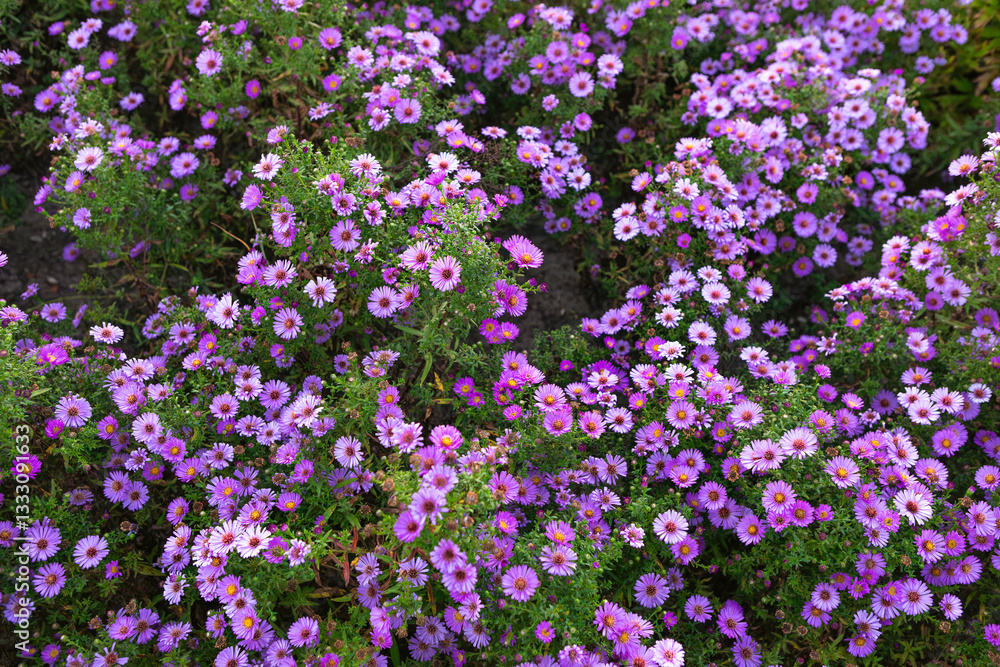Vibrant purple flowers bloom of American Aster in a lush garden during late summer season Vibrant purple flowers bloom of American Aster in a lush garden during late summer season