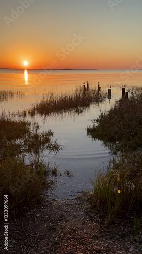Shore birds on old pier posts at sunrise