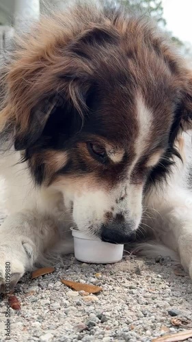 Close up of a shepherd dog eating a frozen pup cup treat