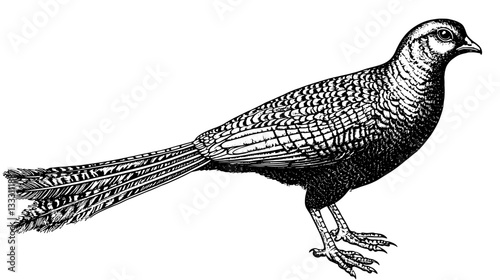 Engraved vintage illustration of a bird showcasing detailed features and natural elegance